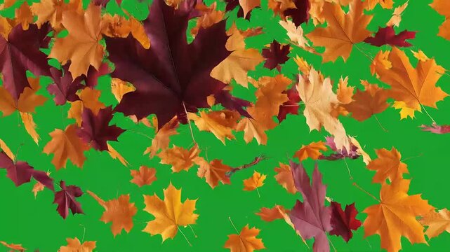 Falling Autumn Leaves on Green Screen Background.