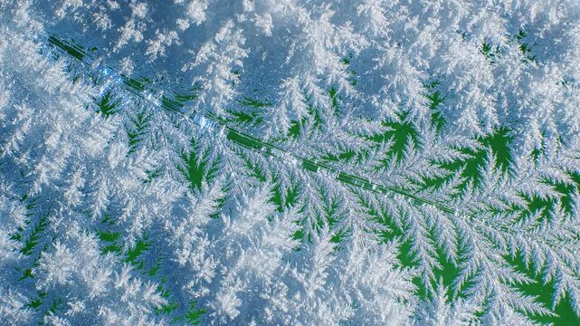 Frosty Ferns Growing on a Green Background.