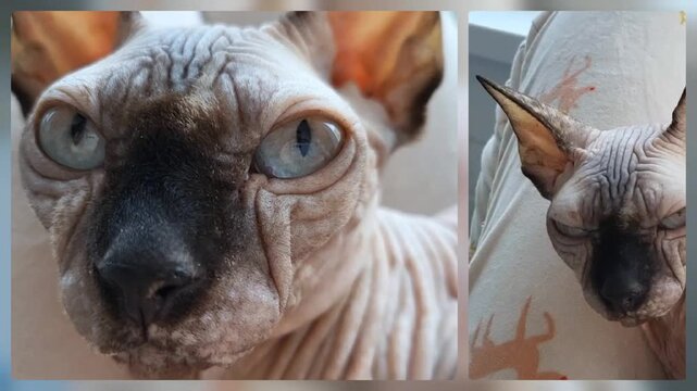 Hairless Sphynx cat looking around a room, exotic pet lifestyle, domestic animal curiosity, unique breed portrait
