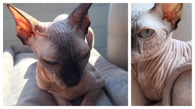 Sphynx cat portrait in a split screen composition, unique exotic pet lifestyle, domestic animal curiosity and care