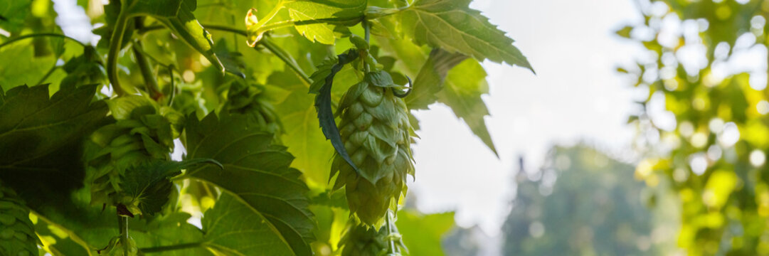 Hops grow on a vine in a garden during the early morning light in summer