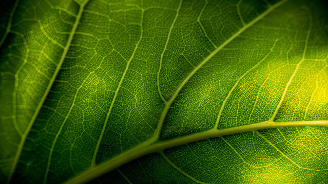 Green leaf texture close up