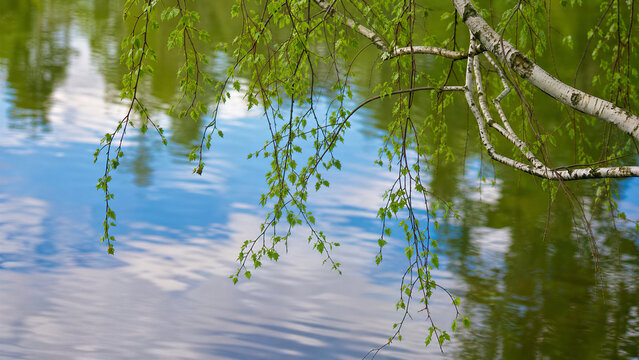 Birch branches hanging over calm water