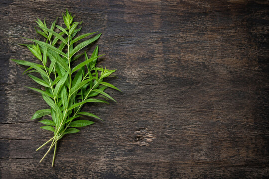 Lemon Verbena Branch on Rustic Wood with Clean Copy Space