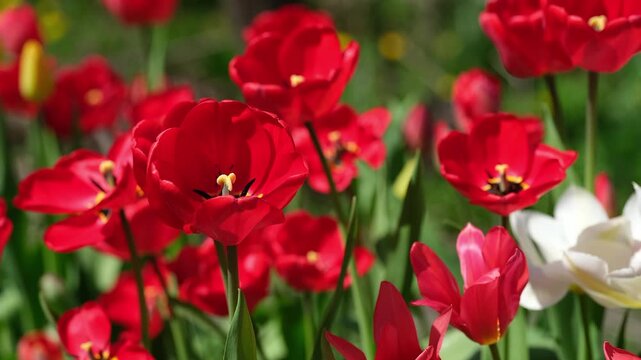 Vibrant red tulips with open petals blooming in a sun-drenched spring garden.