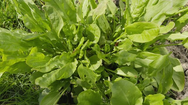 Fresh green sorrel leaves grow in a lush cluster in a garden.