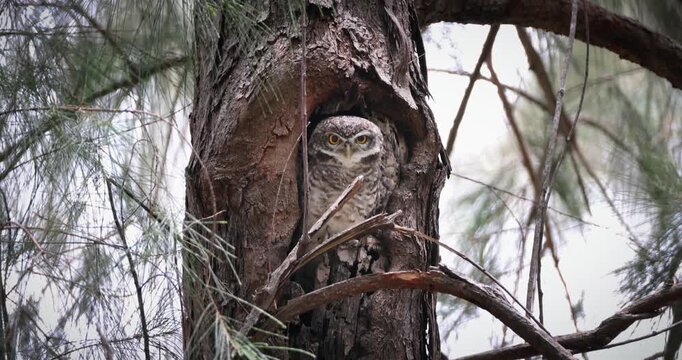 Spotted Owlet (Athene brama) peeking from tree hollow nest in pine forest during daytime. Medium shot of wild owl looking directly at camera with yellow eyes.