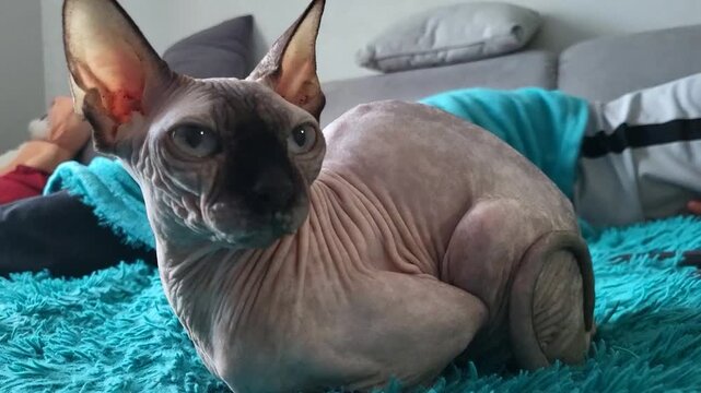 Hairless cat lying comfortably on a sofa under a blanket, pet wellness and relaxation, domestic comfort.