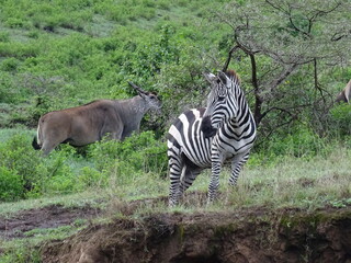 Zebra and Wilderbeest in Ngorongoro Crater, Tanzania © Aurora