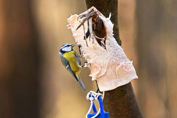A titmouse in the forest at a feeding station in winter. © Mikhail