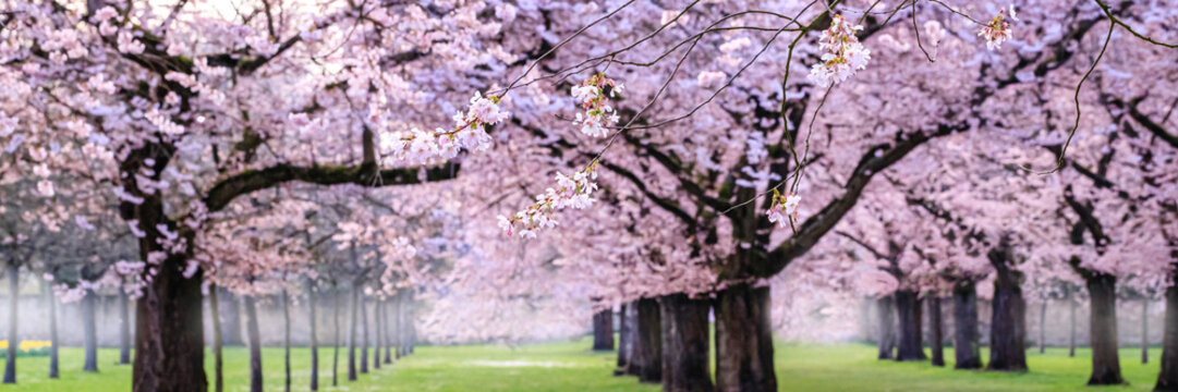 Cherry blossom trees line a pathway in a park during early spring with soft light and flowers blooming