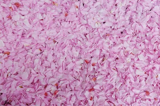 Kirschbl&uuml;ten