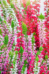 Fototapeta premium Colorful flowers bloom in a garden during spring, showcasing a mix of pink and white shades under bright sunlight
