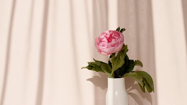 Peony flowers stand in a vase. Transparent soft light and shadow from leaves of the peony on wall. Wind blows through the open window in the room. Waving white tulle near the window. 4k