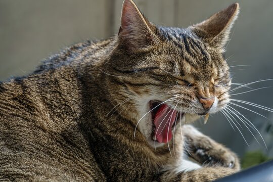 Kater g&auml;hnt auf dem Balkon