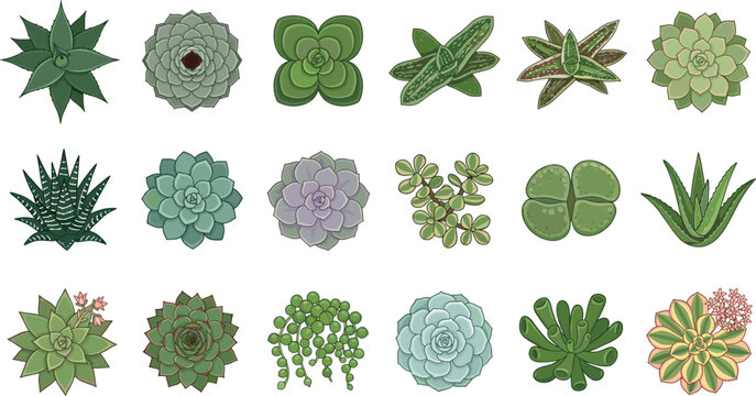 Flat vector illustration set of various succulent plants and desert cacti isolated on white background for nature design and home decor concepts.