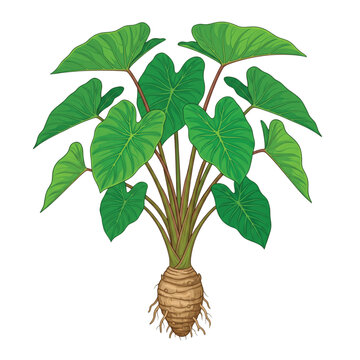 Taro Plant with Large Heart- Shaped Leaves and Visible Corm and Roots on White Keywords: taro, plant, corm, image downlod