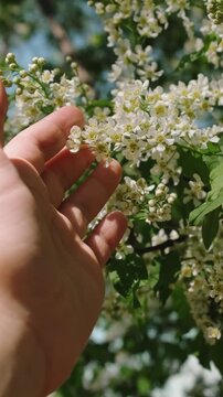 Vertical video. Springtime. Harmony with nature concept. Female hand touching bird cherry flowers.