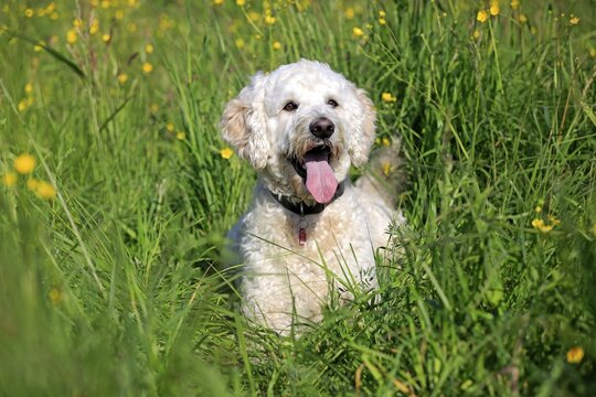 Labradoodle, adult, male, on meadow, Germany