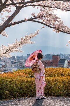 Japanese woman in traditional clothes, kimono and japanese sunshade under cherry blossoms, Shimokawaracho, Kyoto, Japan