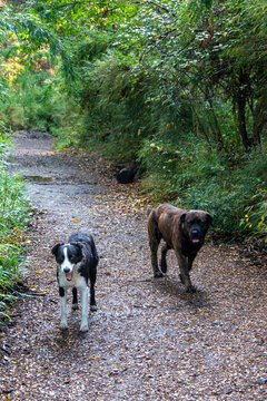 dos perros caminando en sendero rural