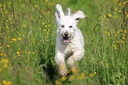 Labradoodle, adult, male, running on grass, Germany