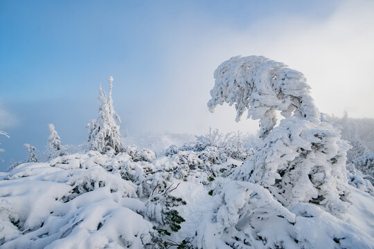 View of snow-covered trees and rime ice on the slopes of Salatin mountain under a clear blue sky in Liptovska Stiavnica, Zilinsky kraj, Slovakia.