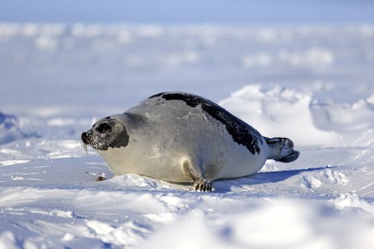 Harp Seal or Saddleback Seal (Pagophilus groenlandicus, Phoca groenlandica), adult female on pack ice, Magdalen Islands, Gulf of Saint Lawrence, Quebec, Canada