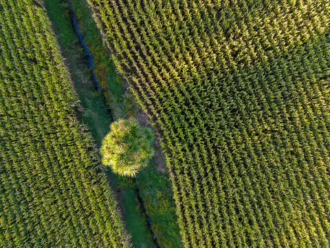 Overhead view of a cabbage tree growing in an irrigation ditch in a cornfield