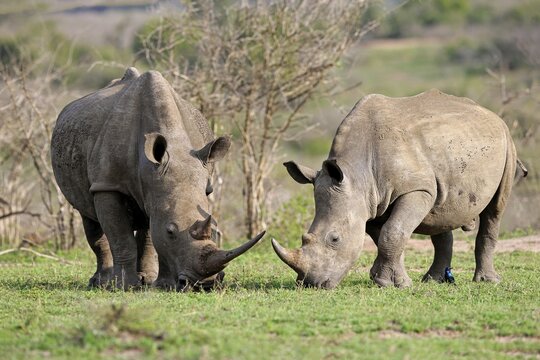 White rhinoceroses (Ceratotherium simum), dam with young animal, feeding, foraging, Hluhluwe-iMfolozi National Park, KwaZulu Natal, South Africa