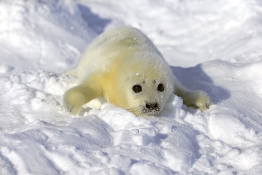 Harp Seal or Saddleback Seal (Pagophilus groenlandicus, Phoca groenlandica), pup on pack ice, Magdalen Islands, Gulf of Saint Lawrence, Quebec, Canada