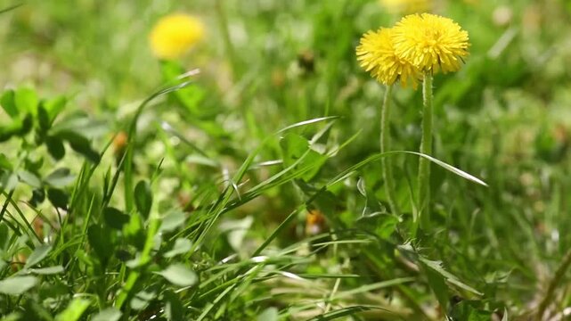 Yellow dandelion flowers trembles in the strong wind on meadow - Springtime floral nature ecological background - Clean environment.
