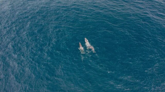 Aerial 4K drone footage of wild whale pod swimming in the Atlantic Ocean near Faial Island, Azores, Portugal.