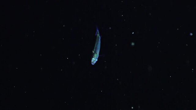 Detailed tiny larval fish with visible scales swimming in the dark
