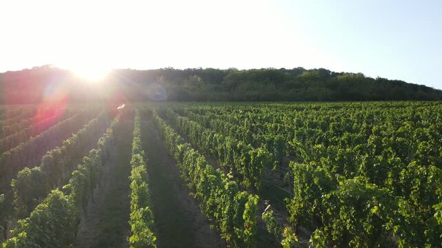 Bright Sun Shining Over The Vineyards In Moselle, France. - aerial shot
