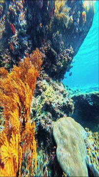 Sea Turtle Swimming with Tropical Fish Over Coral Reef at Pink Beach Komodo