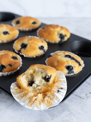 Fototapeta premium Blueberry Muffins in Baking Tray with Fresh Muffin Front View