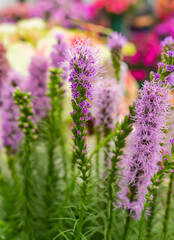 Obraz premium Liatris spicata flowers in the summer garden