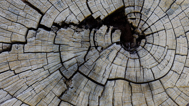 old wood background close up	
