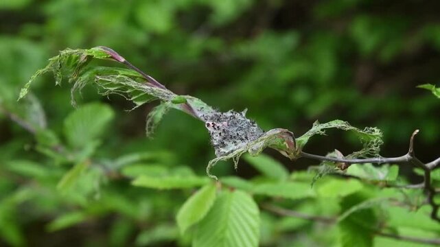 Damaged Hazel Leaves with Caterpillar Web Nest and Larvae After Hatching in Nature