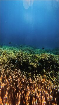Sea Turtle Swimming with Tropical Fish Over Coral Reef at Pink Beach Komodo