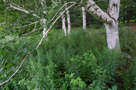 Paper Birch trees at Cornell botanic gardens and arboretum 