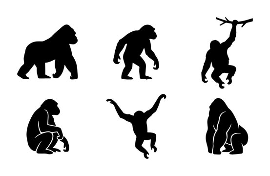 Gorilla and Orangutan Silhouettes, Primate Poses Vector Set, Great Ape Icons for Wildlife and Nature Designs