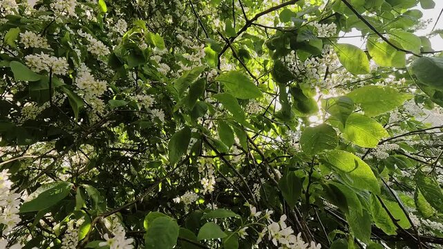 Spring season. Peaceful natural calm background. Sun shines through the flowering branches of bird cherry