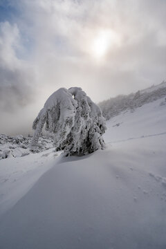 View of a solitary snow-covered tree on the misty slopes of Salatin mountain with frost-laden branches under a cloudy winter sky Liptovska Stiavnica, Zilinsky kraj, Slovakia.