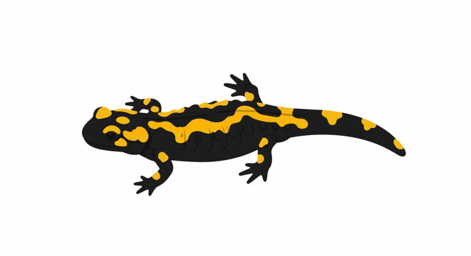 Black and yellow spotted amphibian, smooth skin, long tail, four legs