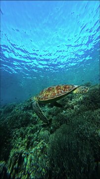 Sea Turtle Swimming with Tropical Fish Over Coral Reef at Pink Beach Komodo