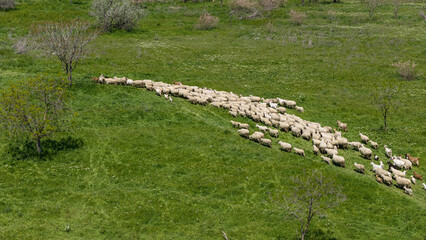 An aerial shot of a large flock of sheep grazing and moving across the lush pastures that have come to life with the arrival of spring, reflecting rural life. © TAMER YILMAZ