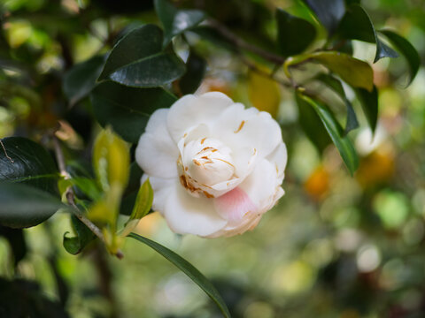 White camellias in the tree