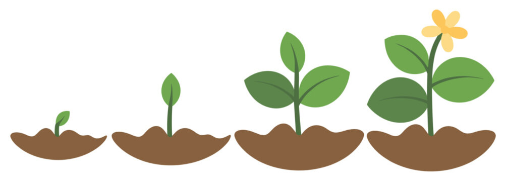 Growing Plant Life Cycle: The journey of life from seedling to full bloom, the beauty of the natural world. plant development, springtime growth, nature illustration, budding flower, new beginning.
